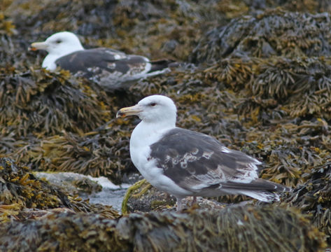 Image of Great Black-backed Gull