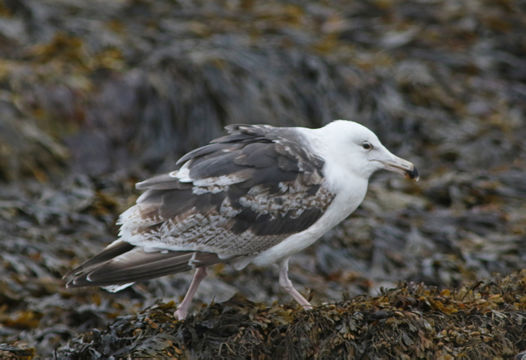 Image of Great Black-backed Gull