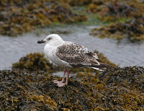 Image of Great Black-backed Gull