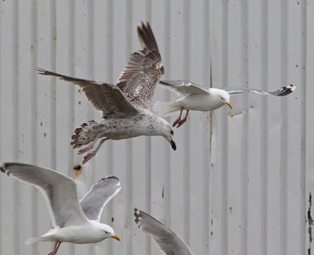 Image of Great Black-backed Gull