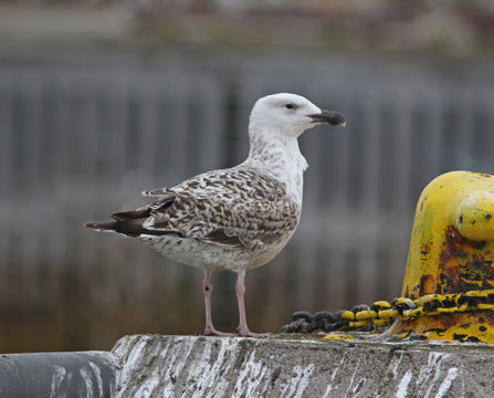 Image of Great Black-backed Gull