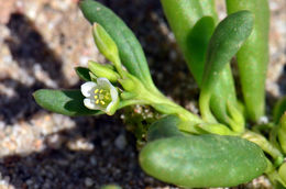 Image of desert pussypaws