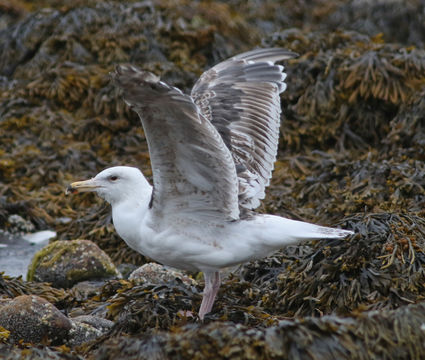 Image of Great Black-backed Gull