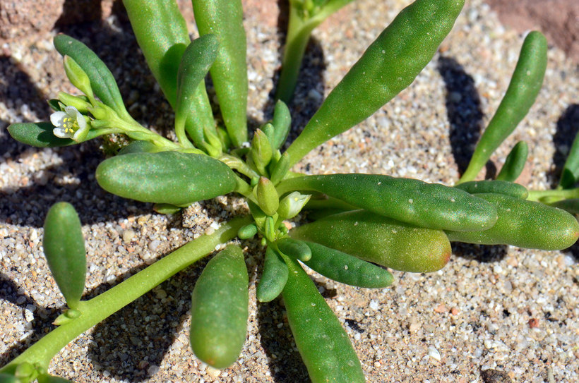 Image of desert pussypaws