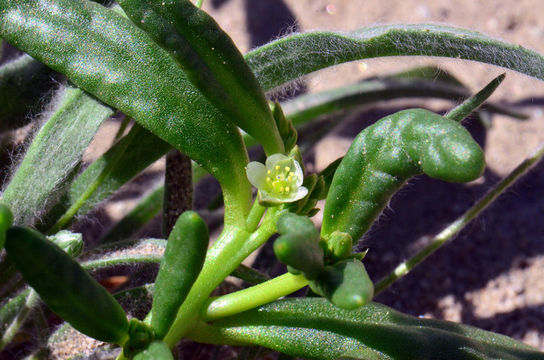 Image of desert pussypaws