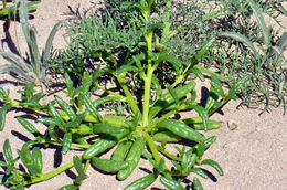 Image of desert pussypaws