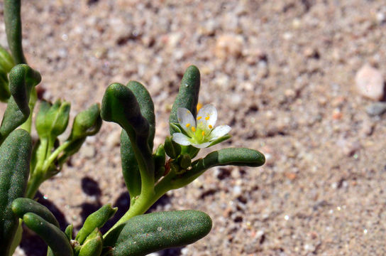 Image of desert pussypaws