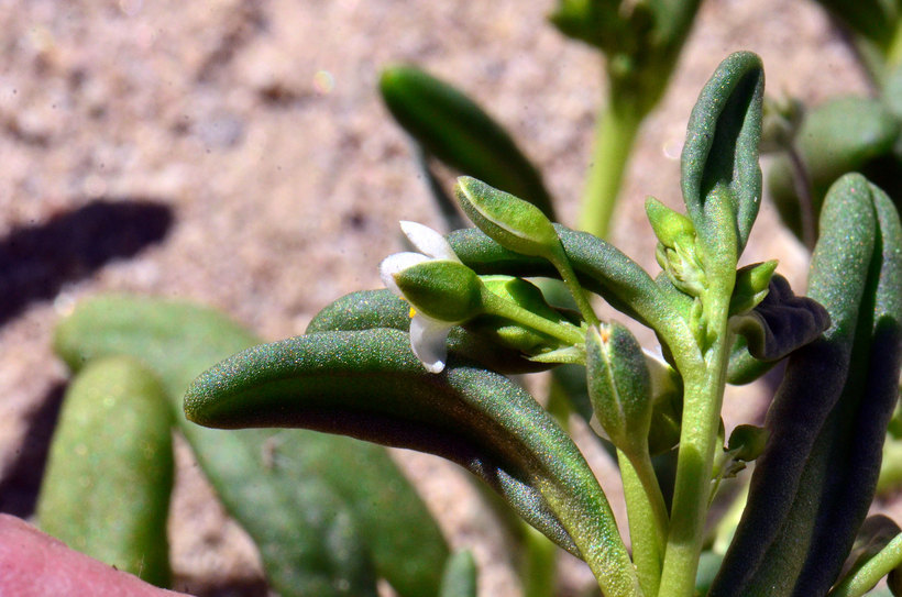 Image of desert pussypaws