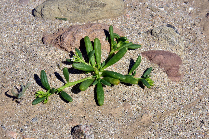 Image of desert pussypaws