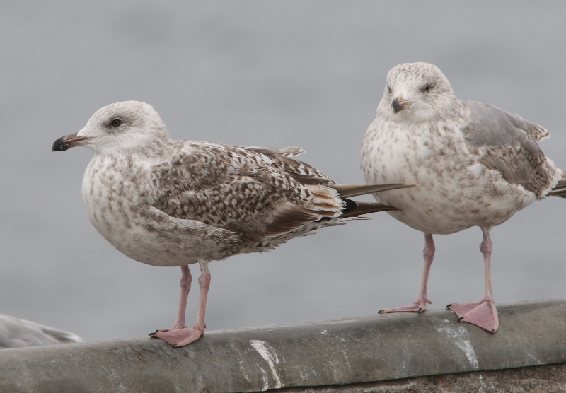 Sivun Larus argentatus argentatus Pontoppidan 1763 kuva