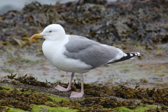 Imagem de Larus argentatus argentatus Pontoppidan 1763