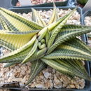 Imagem de <i>Haworthia limifolia</i>