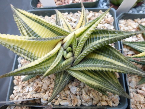 Слика од <i>Haworthia limifolia</i>