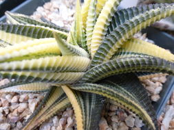 Image of <i>Haworthia limifolia</i>