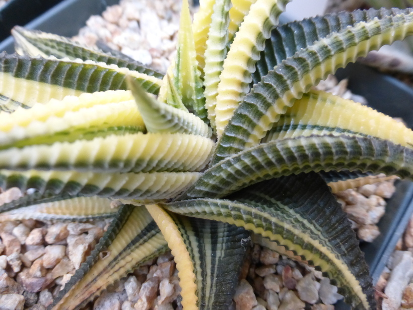 Image of <i>Haworthia limifolia</i>