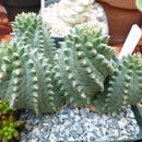 Sivun Euphorbia spiralis Balf. fil. kuva