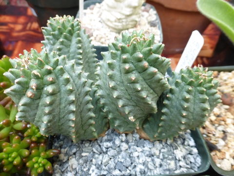 Image of Euphorbia spiralis Balf. fil.