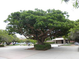 Image of Coast coral-tree