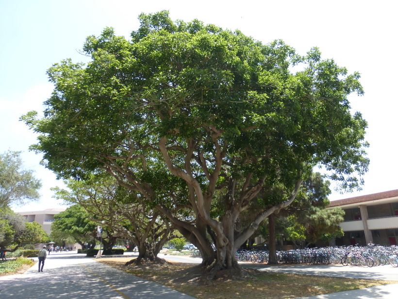 Image of Coast coral-tree