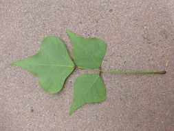 Image of Coast coral-tree