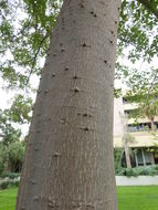 Image of Coast coral-tree