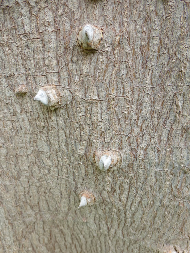 Image of Coast coral-tree