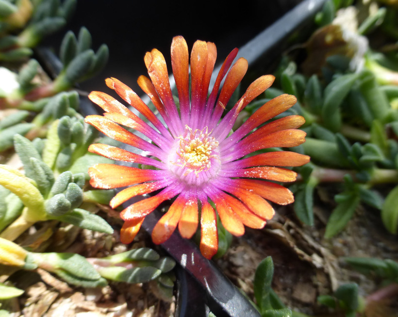 Image of delosperma