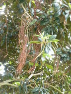 Image of Moreton Bay fig