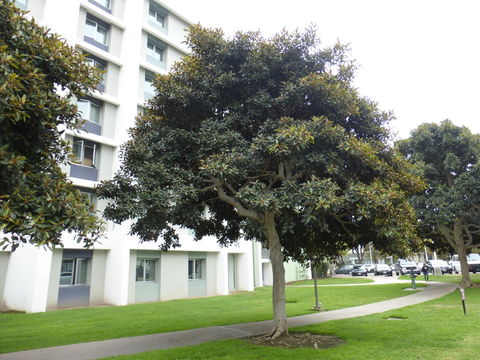 Imagem de Ficus macrophylla Desf.