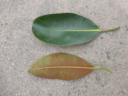 Image of Moreton Bay fig