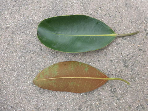 Imagem de Ficus macrophylla Desf.