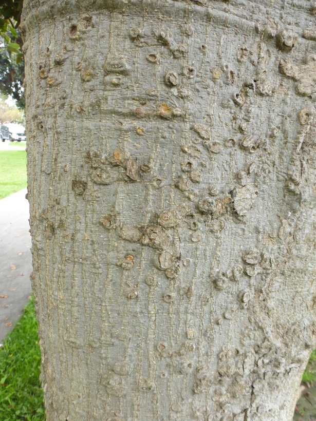 Image of Moreton Bay fig