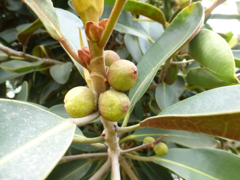 Image of Moreton Bay fig