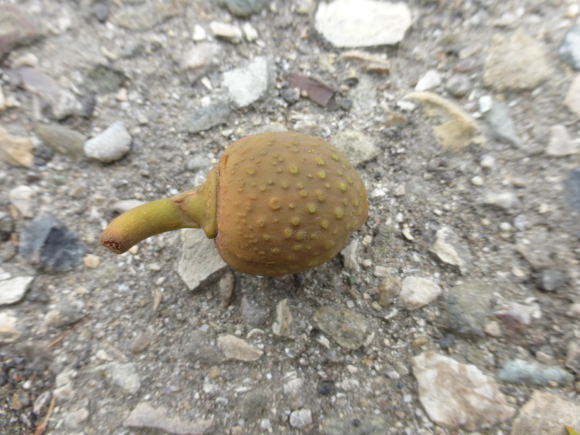 Image of Moreton Bay fig