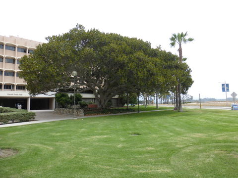 Image of Moreton Bay fig