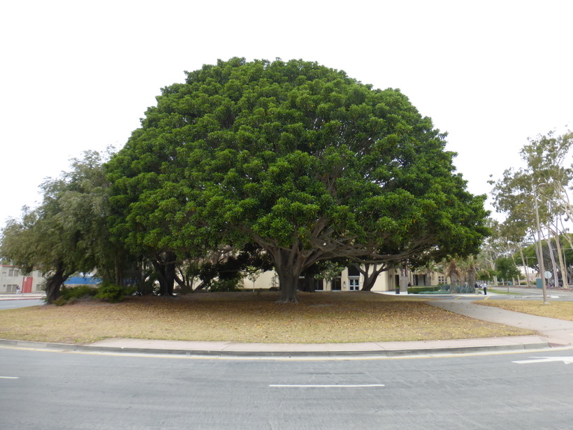 Image of Moreton Bay fig