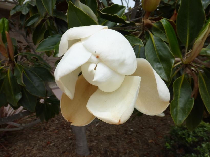 Image of southern magnolia