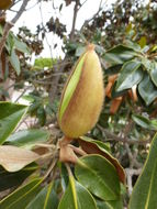 Image of southern magnolia