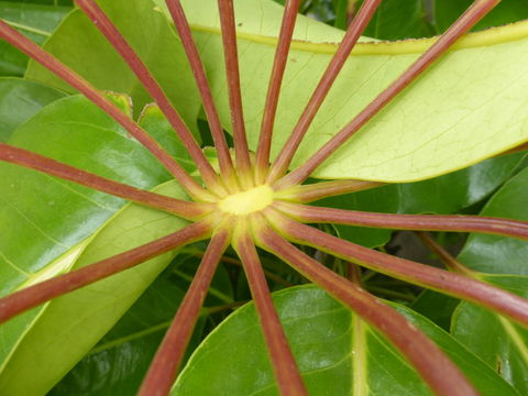 Image de Schefflera pueckleri (K. Koch) Frodin