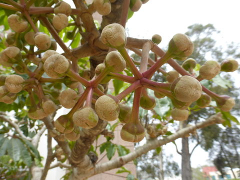 Image of Schefflera pueckleri (K. Koch) Frodin