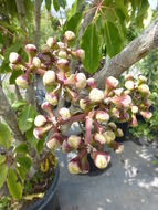 Image of Schefflera pueckleri (K. Koch) Frodin