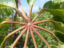 Image of Schefflera pueckleri (K. Koch) Frodin