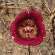 Image of butterfly mariposa lily