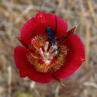 Image of butterfly mariposa lily