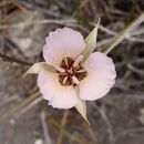 Calochortus palmeri S. Watson resmi