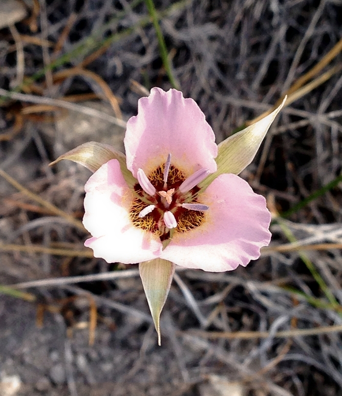 صورة Calochortus palmeri S. Watson