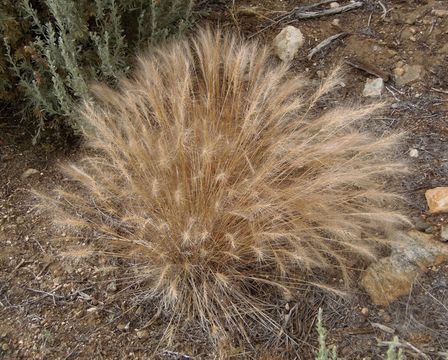 Imagem de Elymus elymoides (Raf.) Swezey