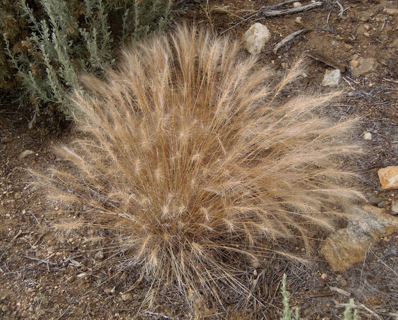 Imagem de Elymus elymoides (Raf.) Swezey