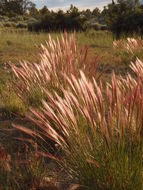 Image of big squirreltail