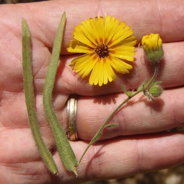 Слика од Madia elegans D. Don